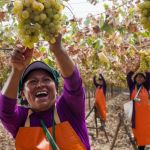 perù vendemmia